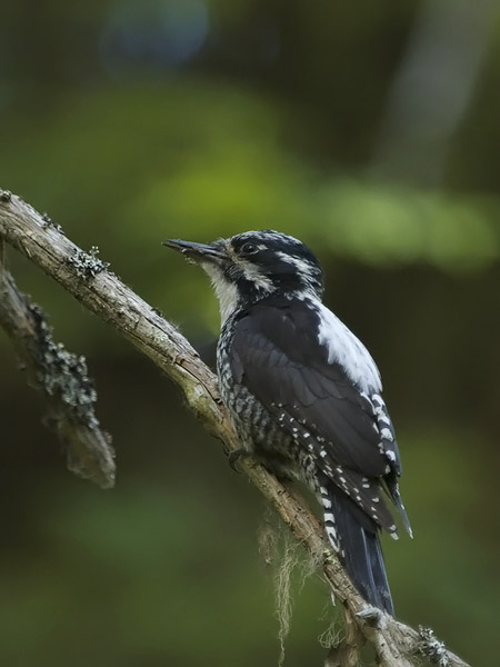 Pohjantikka, Three-toed Woodpecker, Picoides tridactylus
